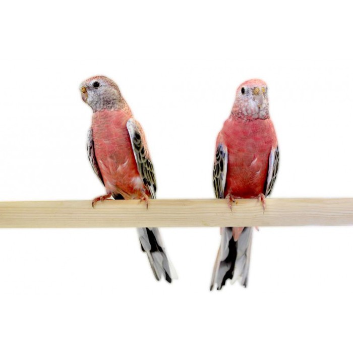 Perruche de Bourke Le Piaf d'Argent